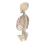 Columna vertebral